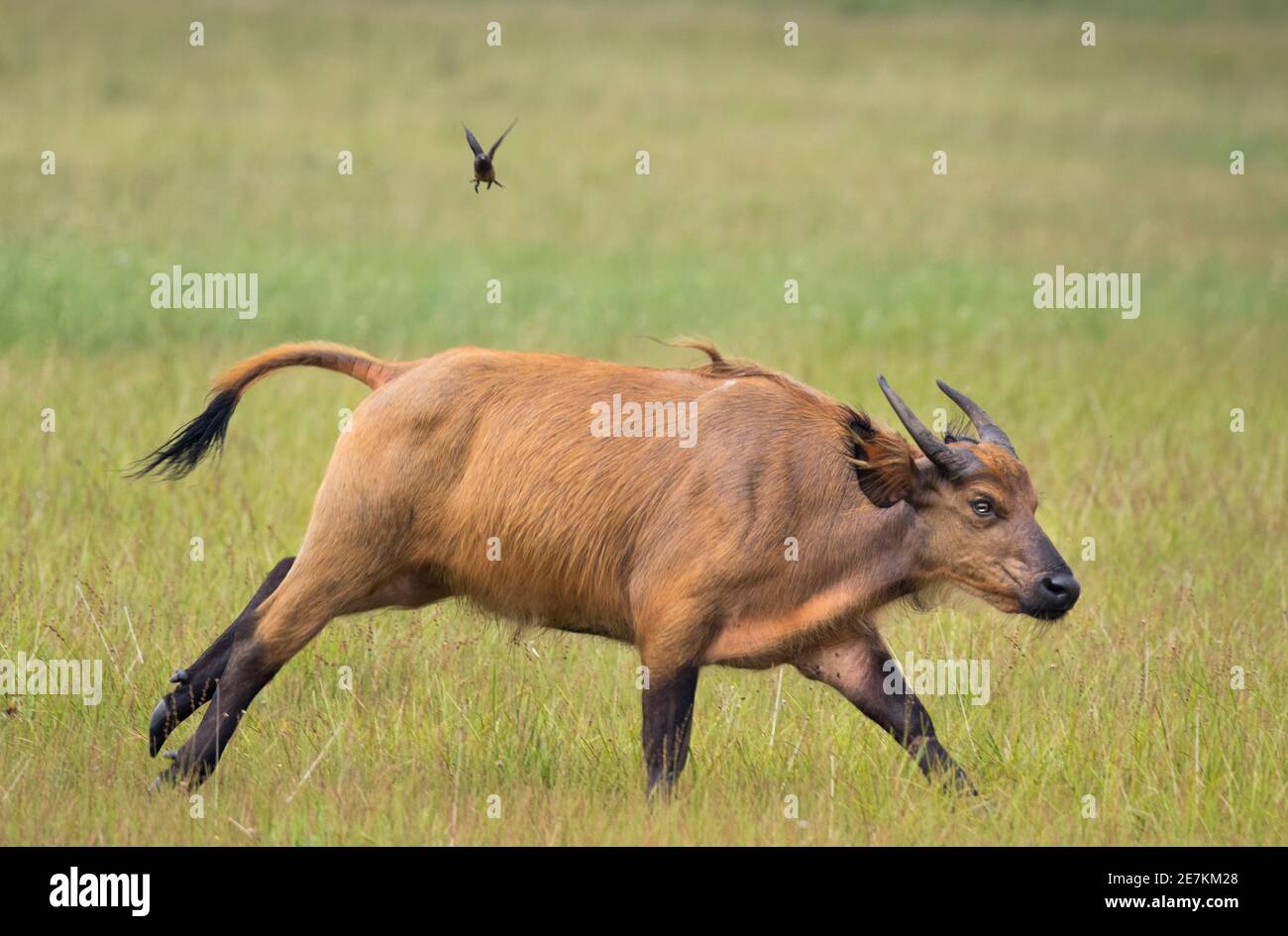 Foresta Africana o Buffalo nano (Syncerus caffer nanus) running, Loango National Park, Gabon, Africa centrale. Foto Stock
