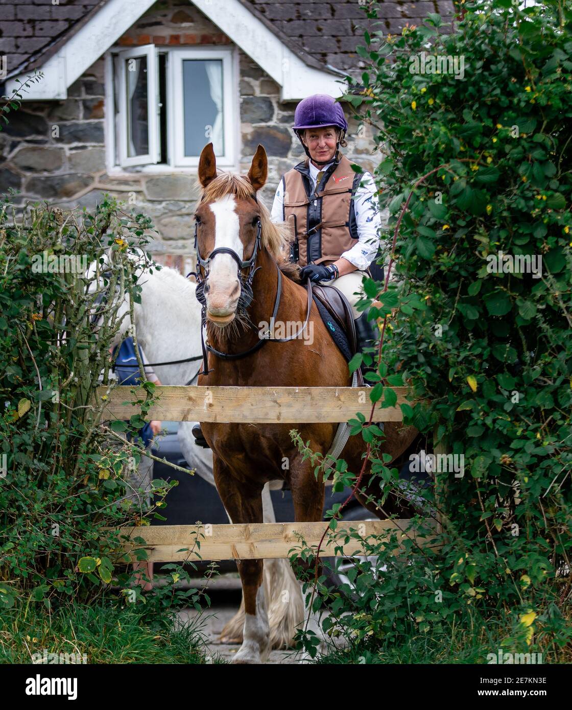 Signora a cavallo che guarda su una siepe Foto Stock