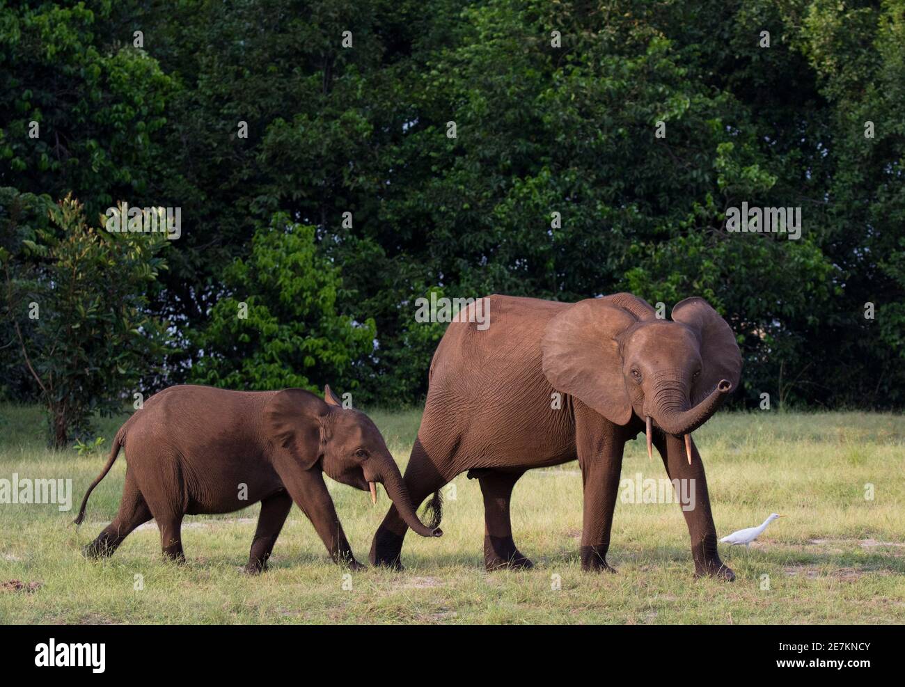 Elefante della foresta africana (Loxodonta cyclotis) madre e giovane, Loango National Park, Gabon. Foto Stock