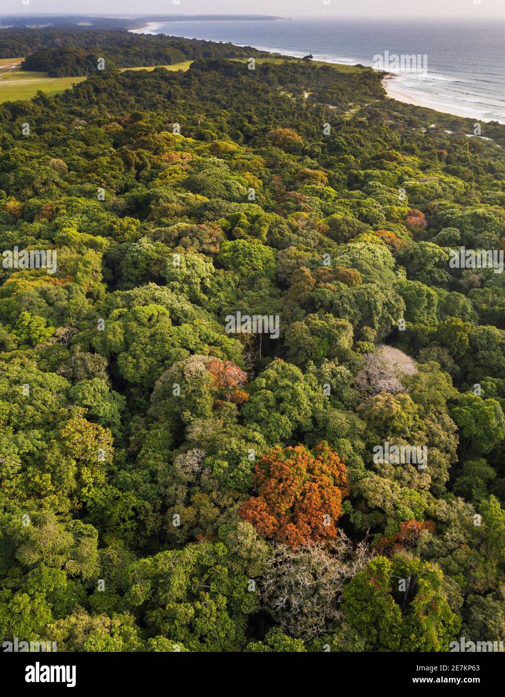 Foresta pluviale lungo la costa atlantica, vicino a Omboue, Gabon, Africa centrale. Foto Stock
