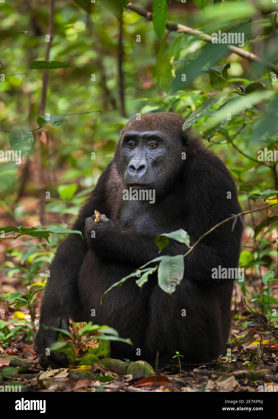 Western Lowland Gorilla (Gorilla gorilla gorilla) alimentazione femminile sulla frutta, Loango National Park, Gabon, Africa centrale. Criticamente minacciato. Foto Stock