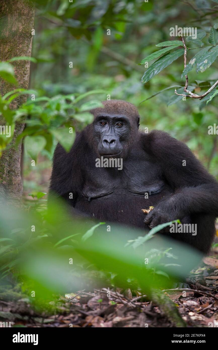 Western Lowland Gorilla (Gorilla gorilla gorilla) alimentazione femminile sulla frutta, Loango National Park, Gabon, Africa centrale. Criticamente minacciato. Foto Stock