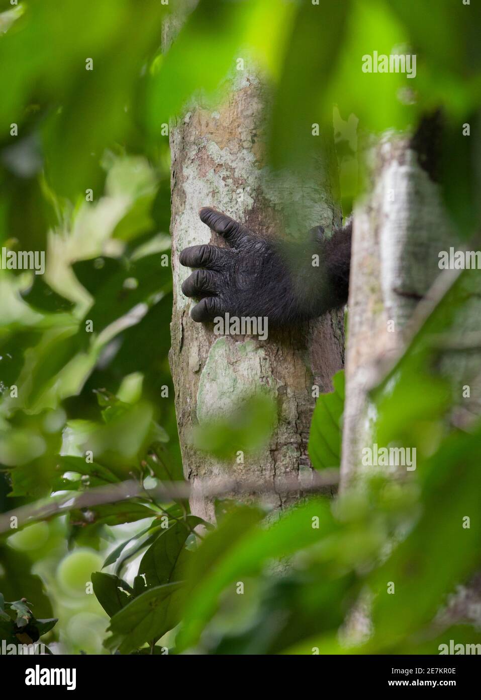 Western Lowland Gorilla (Gorilla gorilla gorilla), Parco Nazionale di Loango, Gabon, Africa centrale. Criticamente minacciato. Foto Stock