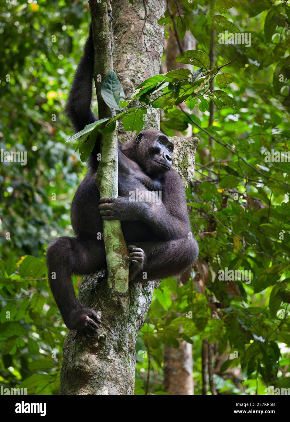 Western Lowland Gorilla (Gorilla gorilla gorilla) in albero, Parco Nazionale di Loango, Gabon, Africa centrale. Criticamente minacciato. Foto Stock