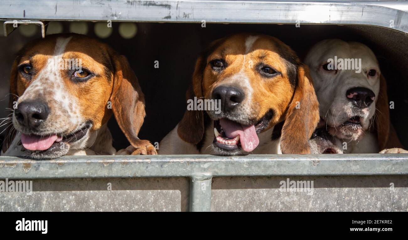 Beagle abbonda guardando fuori dal retro di un rimorchio sulla loro strada per una caccia al trascinamento con il confine beagle hound club Foto Stock