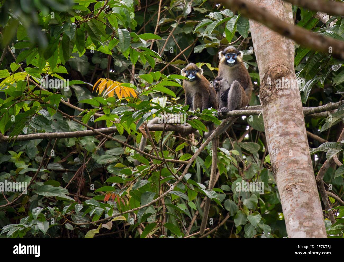 Scimmia moustached o Guenon (Cercopithecus cephus) Parco Nazionale di Loango, Gabon, Africa centrale Foto Stock