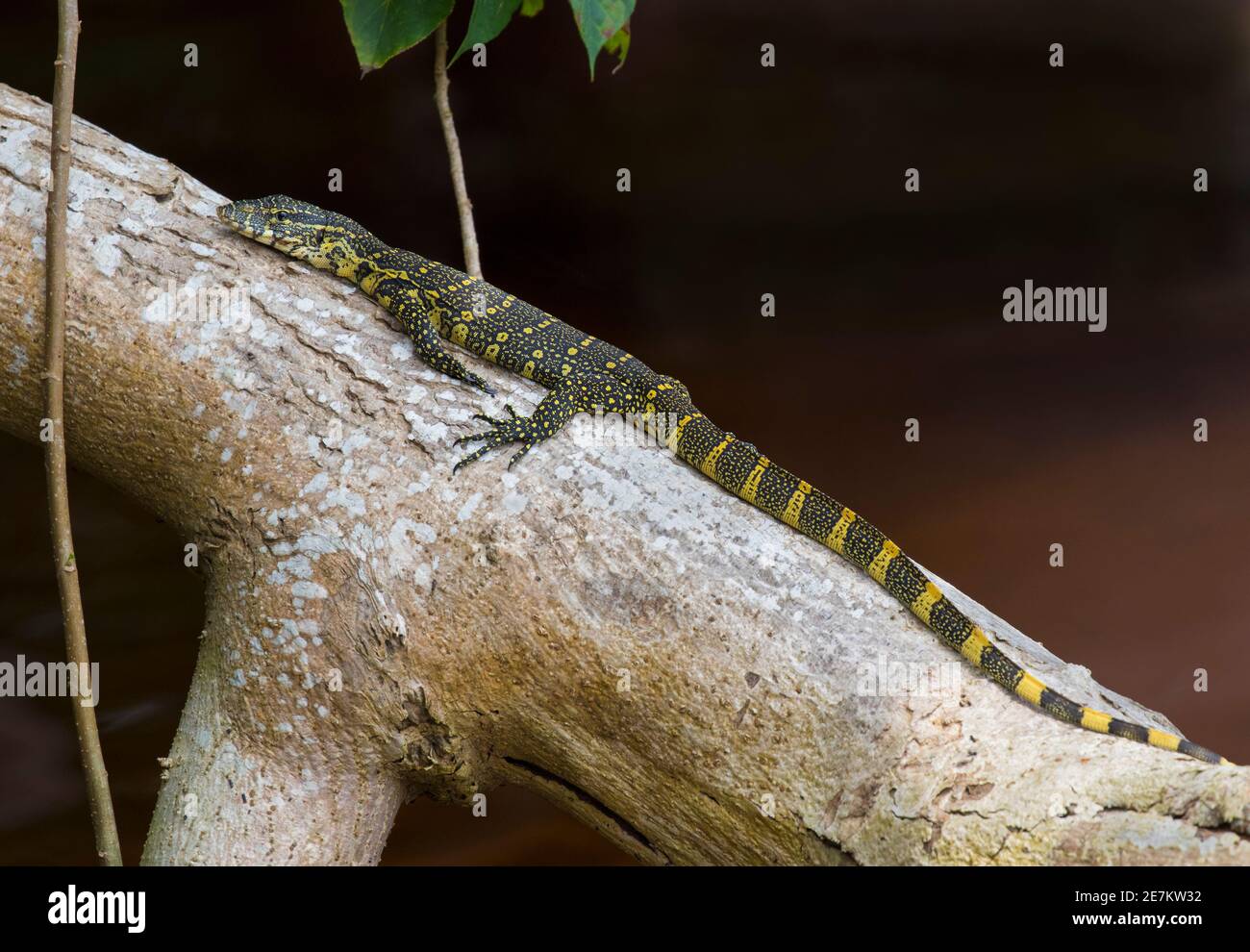 Ornate Monitor lucertola (Varanus ornatus) Parco Nazionale di Loango, Gabon, Africa centrale. Foto Stock