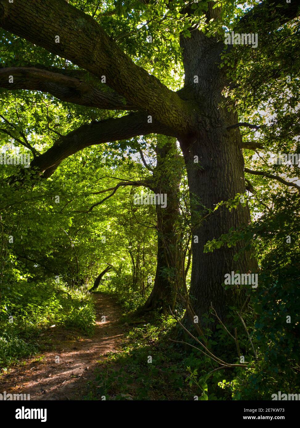 Querce inglesi o comuni (Quercus robur) sul sentiero pubblico, High Weald AONB, West Sussex, Regno Unito. Maggio Foto Stock