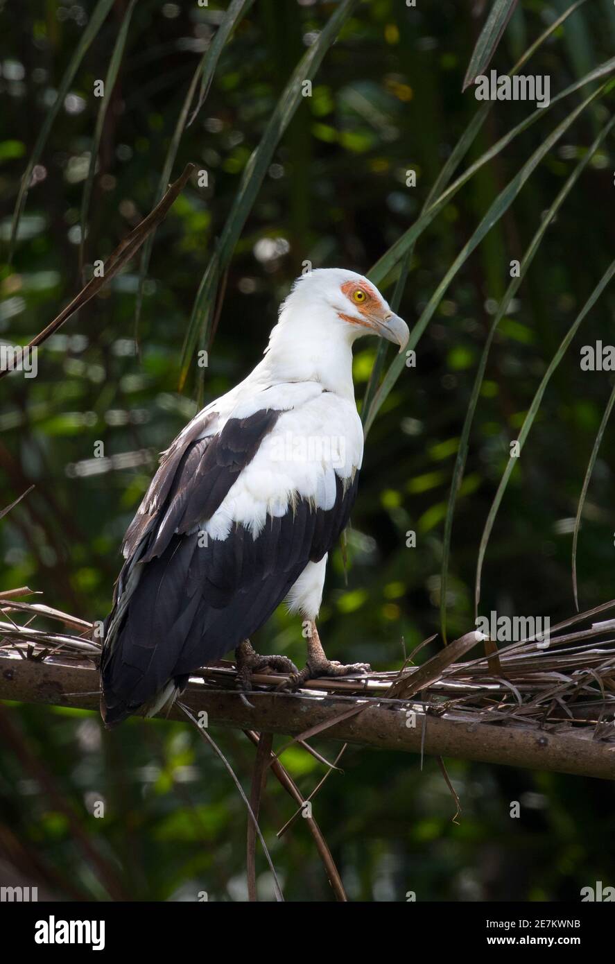 Avvoltoio di palma (Gypohierax angolensis) Parco Nazionale di Loango, Gabon. Foto Stock