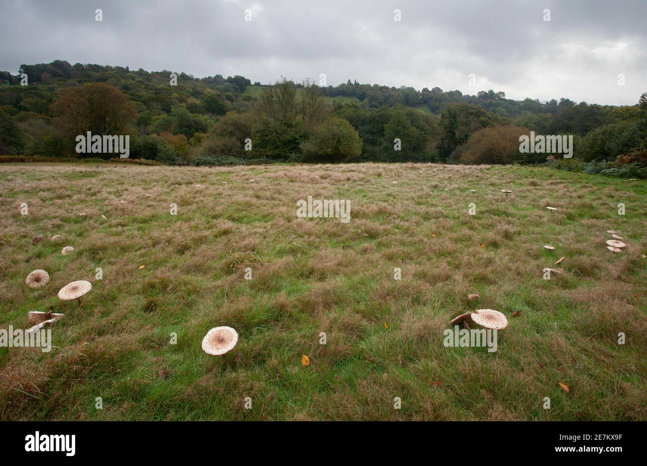 Parasol Mushroom (Macrolepiota procera) Grande anello di fata, Sussex occidentale, Inghilterra, Regno Unito Foto Stock