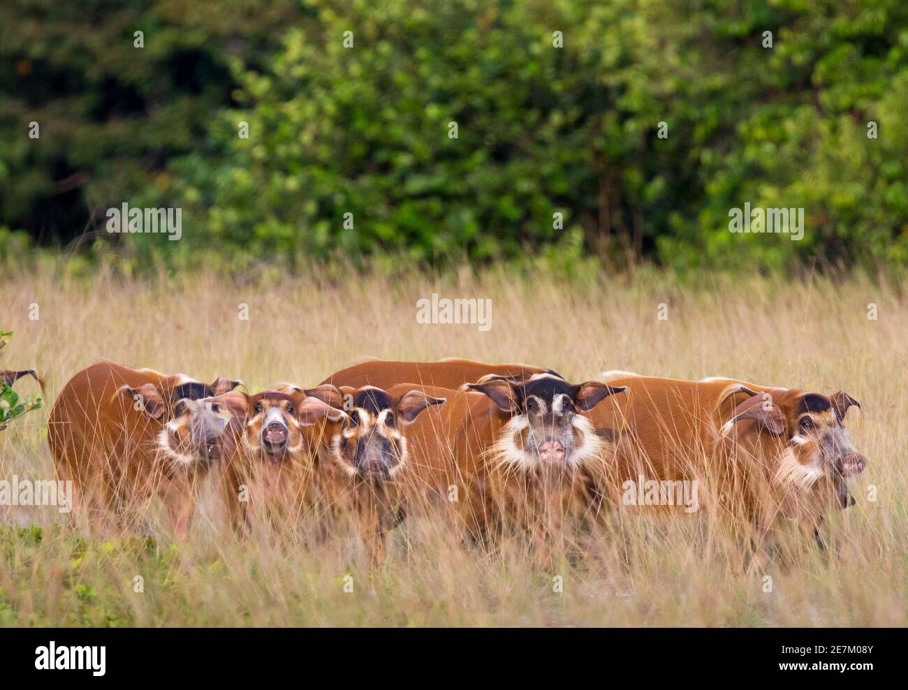 Red River Hog (porco Potamochoerus) gruppo in erba lunga, Loango National Park, Gabon, Africa centrale. Foto Stock