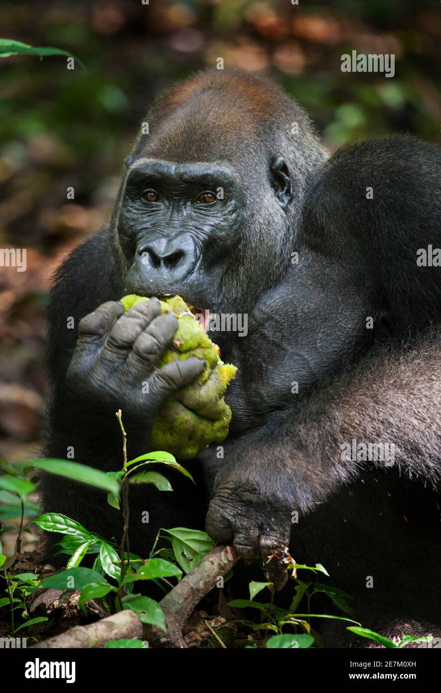 Western Lowland Gorilla (Gorilla gorilla gorilla) silverback chiamato Kamaya mangiare frutta, parte del gruppo Atanga, Loango National Park, Gabon, centrale Foto Stock