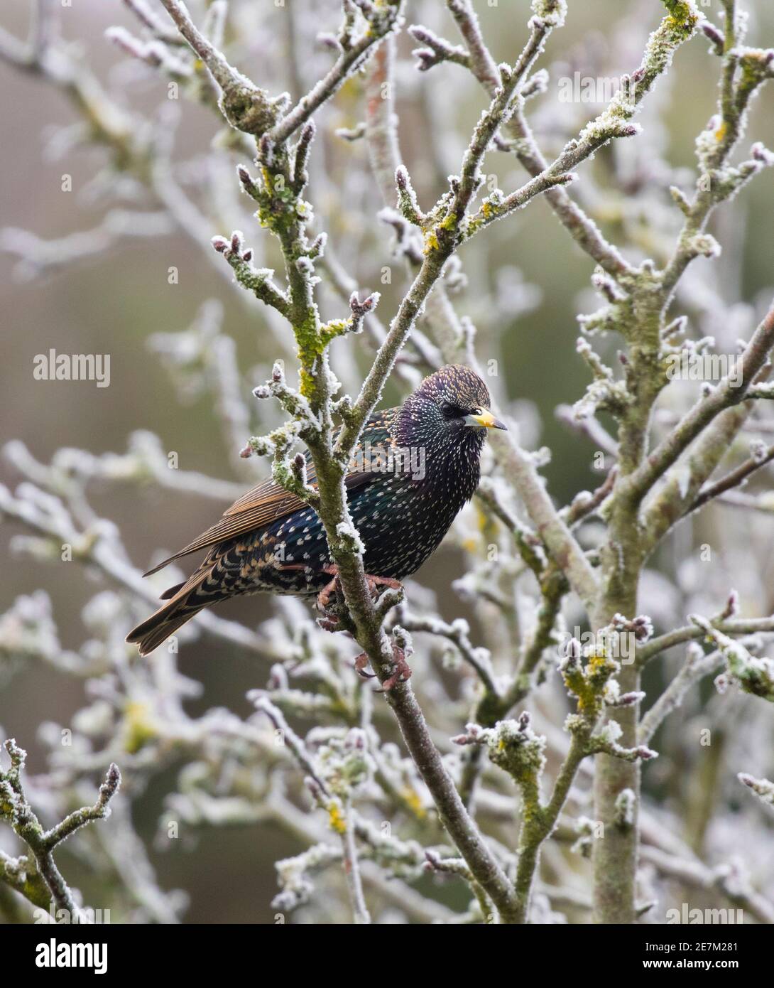 Starling comune (Sturnus vulgaris) in albero di mela coperto di gelo di rombo, Sussex occidentale, Regno Unito. Gennaio Foto Stock