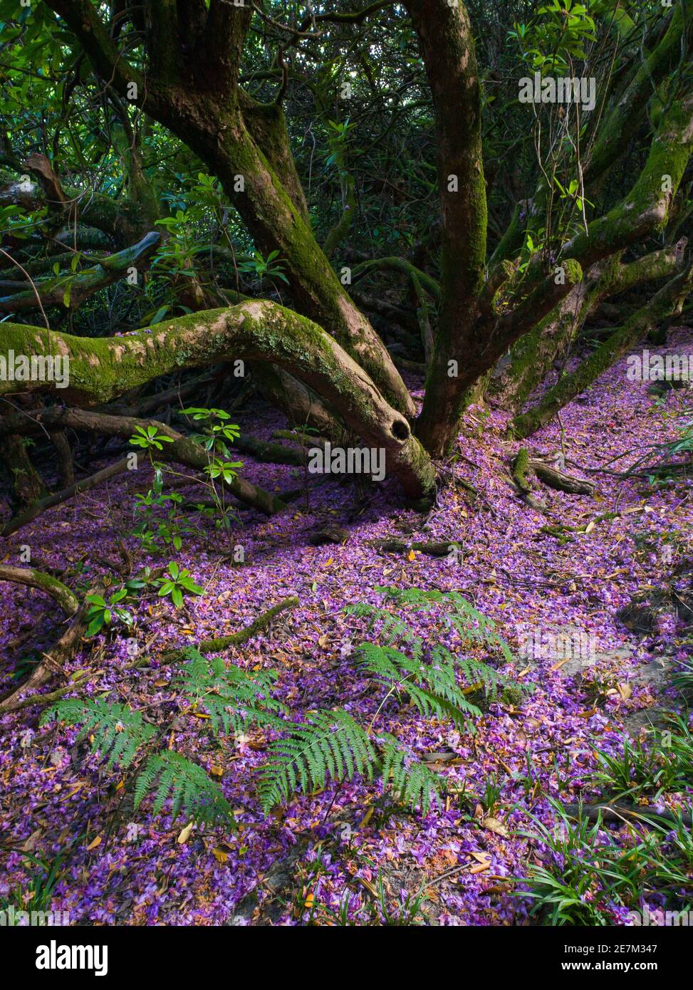 Rhodendron Blossom tappeti il pavimento della foresta in bosco vicino Kew Gardens Wakehurst, Ardingly, West Sussex, Inghilterra, Regno Unito. Foto Stock