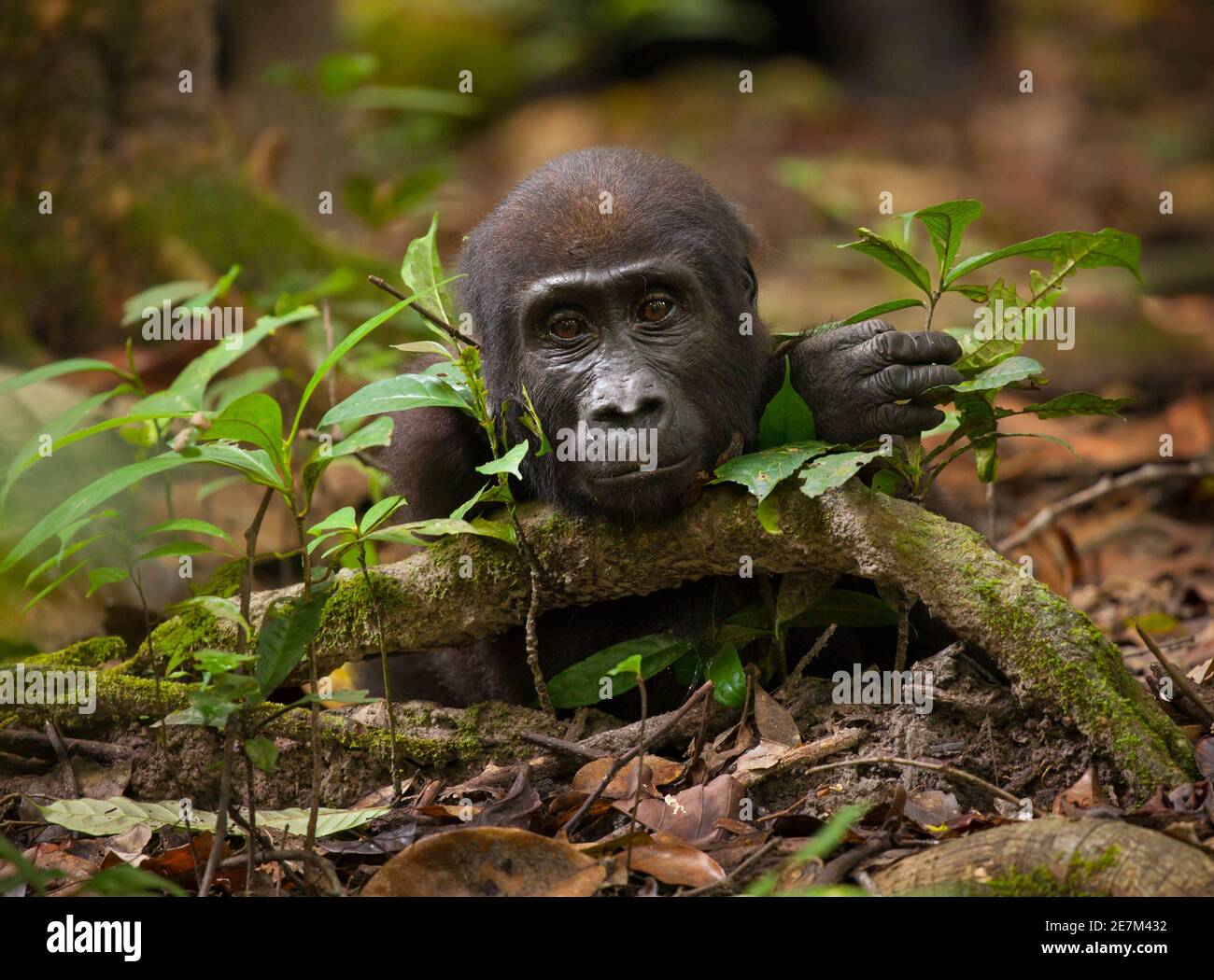 Western Lowland Gorilla (Gorilla gorilla gorilla) giovane maschio, parte del gruppo Atanga, Loango National Park, Gabon. Specie in pericolo Foto Stock