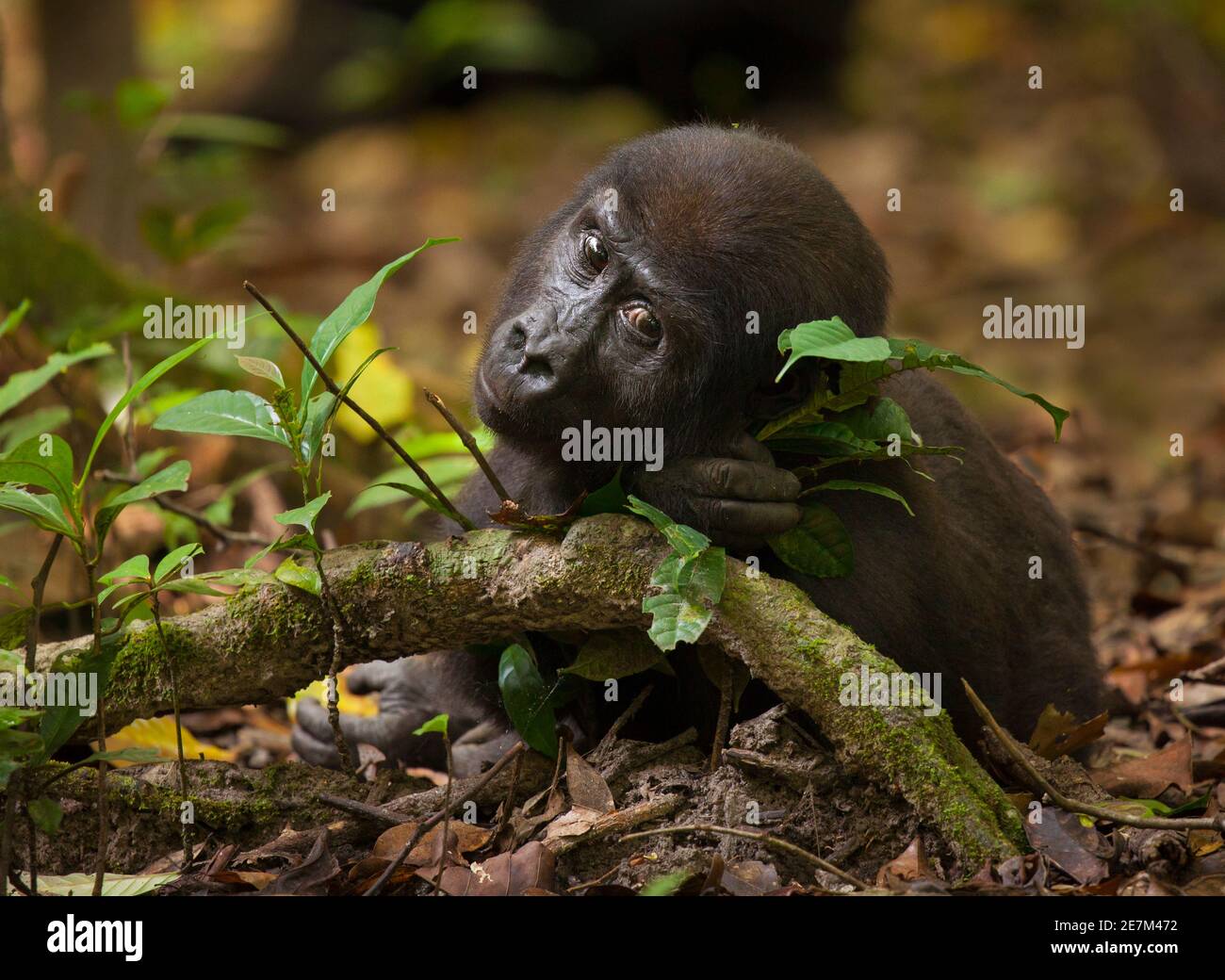 Western Lowland Gorilla (Gorilla gorilla gorilla) giovane maschio, parte del gruppo Atanga, Loango National Park, Gabon. Specie in pericolo Foto Stock