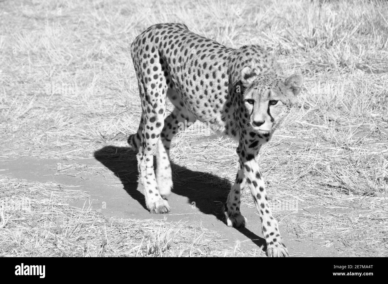 Circa 300 jeetahs a sinistra sono in Namibia. La maggior parte delle specie in via di estinzione che vivono in una riserva cheetha Foto Stock