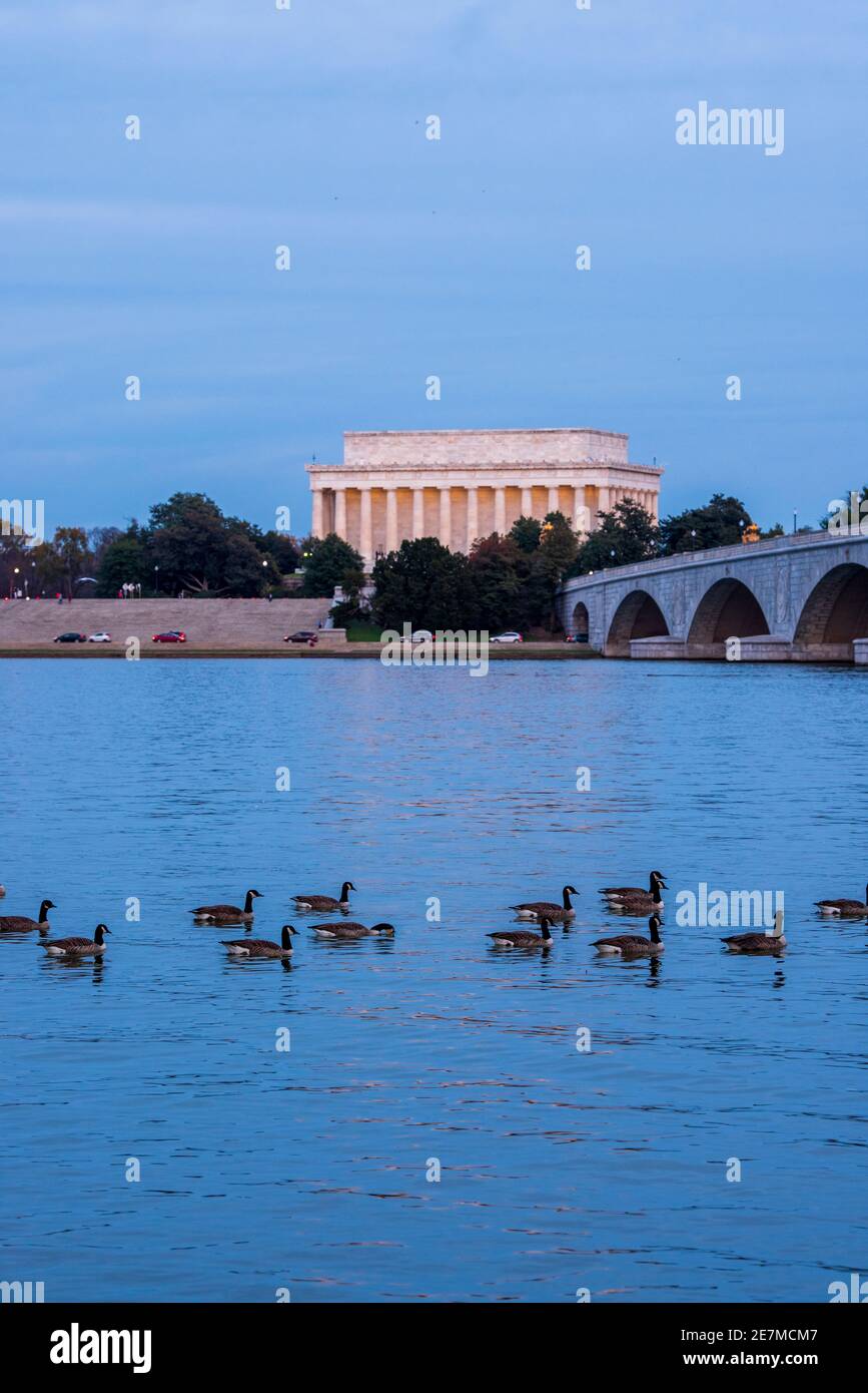Le oche canadesi nuotano di fronte al Memoriale di Linocln a Washington, DC, visto dal lato di Arlington del fiume Potomac. Il Memorial Bridge può Foto Stock
