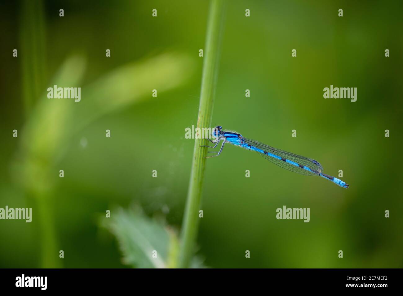 Un maschio comune damselfly blu (Enallagma cyathigerum) anche, noto come un bluet comune, o bluet settentrionale, poggia su un gambo di fiori. Dasselflies sono un im Foto Stock