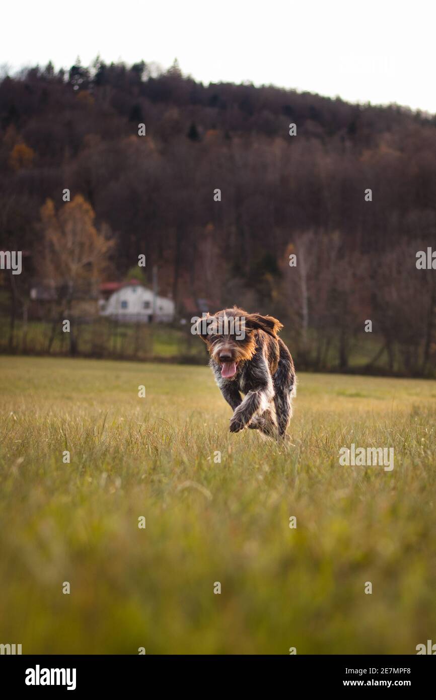 Ritratto di cane da caccia in corsa attraverso il campo vicino a una foresta al tramonto in Set Sail Champagne e antichi toni bianchi. Cesky fousek, capelli boemi Foto Stock