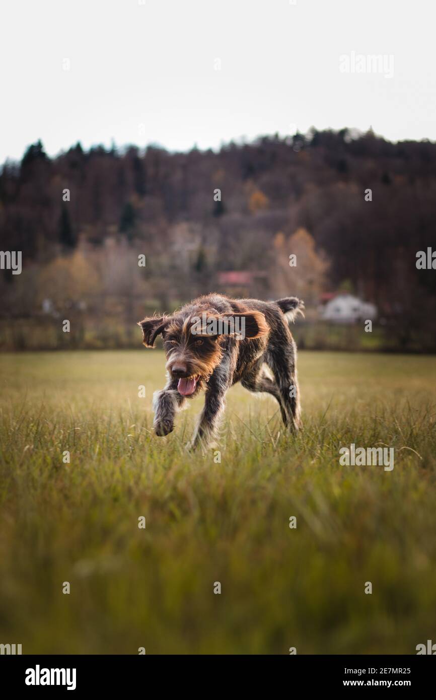 Ritratto di cane da caccia in corsa attraverso il campo vicino a una foresta al tramonto in Set Sail Champagne e antichi toni bianchi. Cesky fousek, capelli boemi Foto Stock