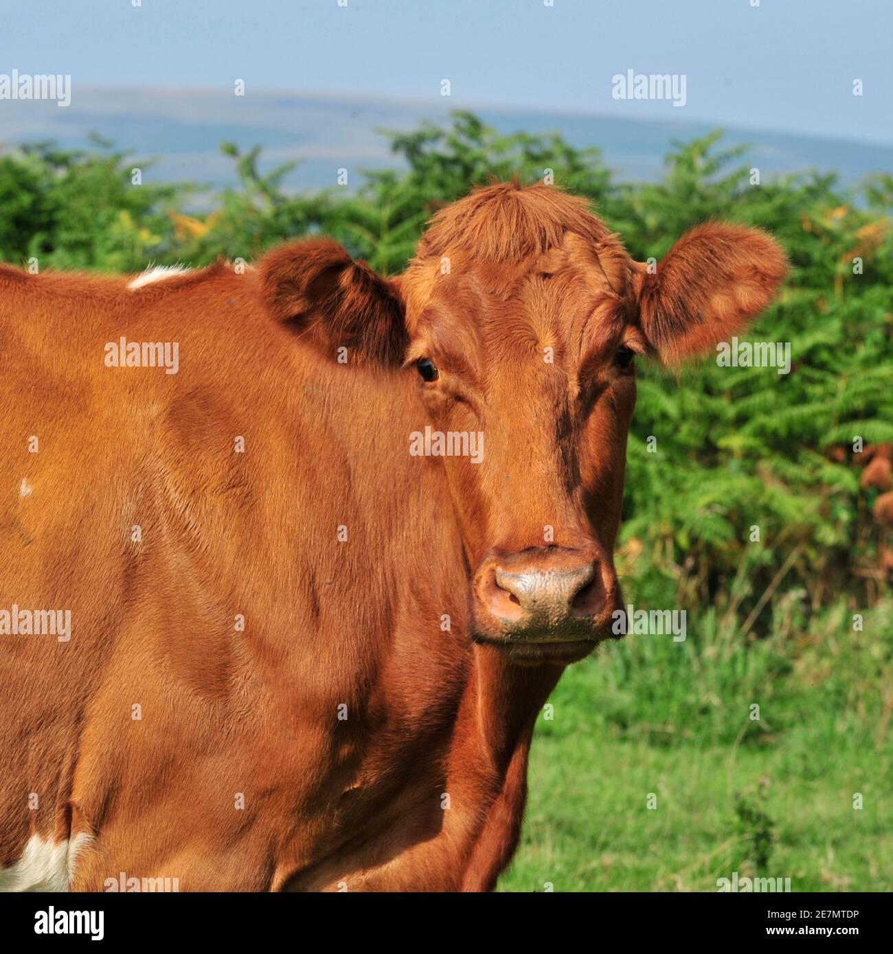 Vacca da latte ritratto Foto Stock