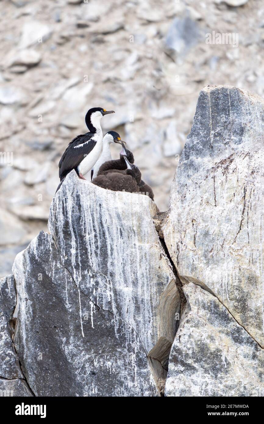 Antartico Blue-eyed Shag Famiglia su un Rocky Nest Foto Stock