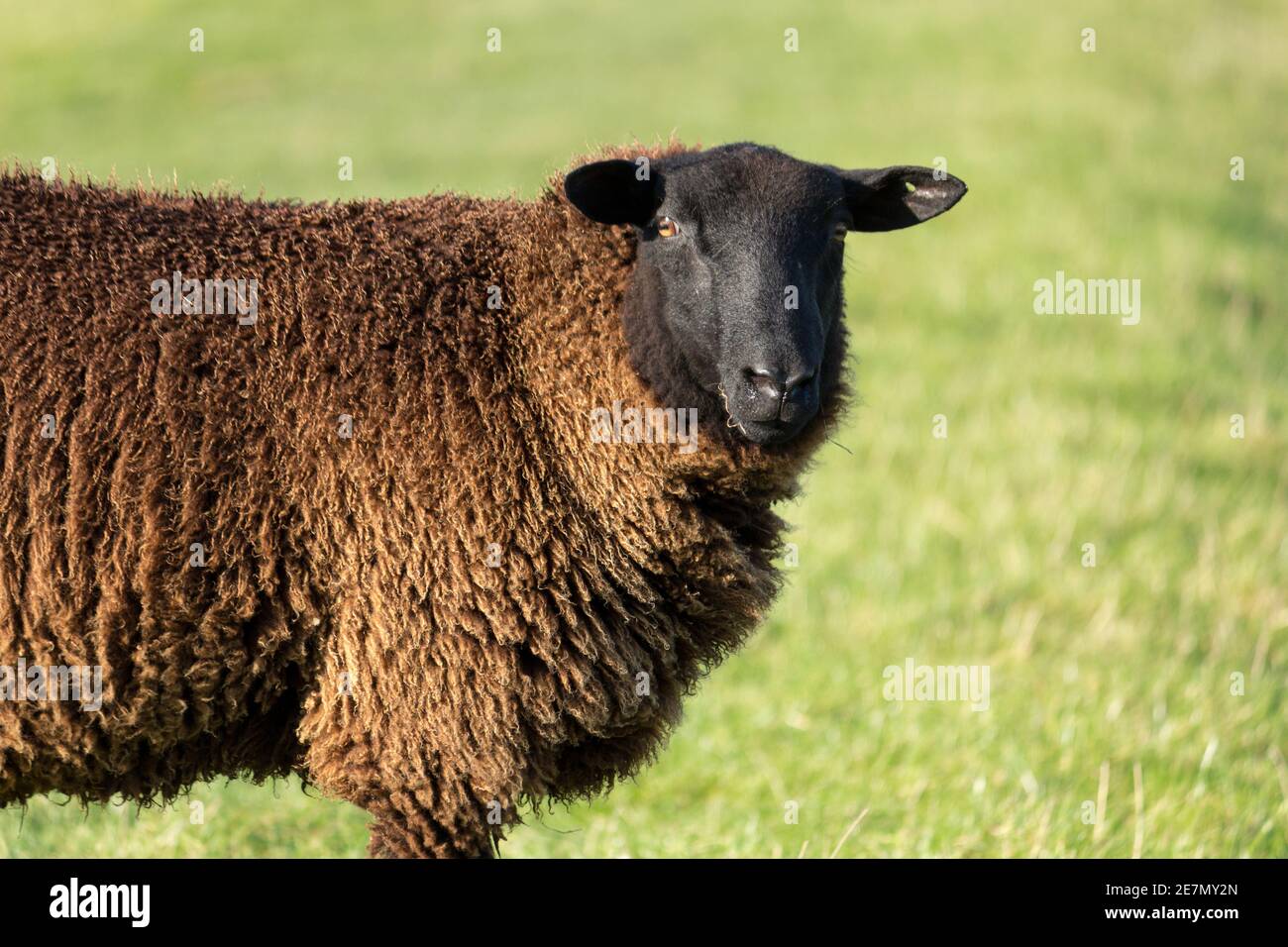 Schaf auf der Wiese - Deichschafe - Una vista ravvicinata di una pecora dalla faccia nera in un campo erboso, che mostra il suo ricco pile marrone. Foto Stock