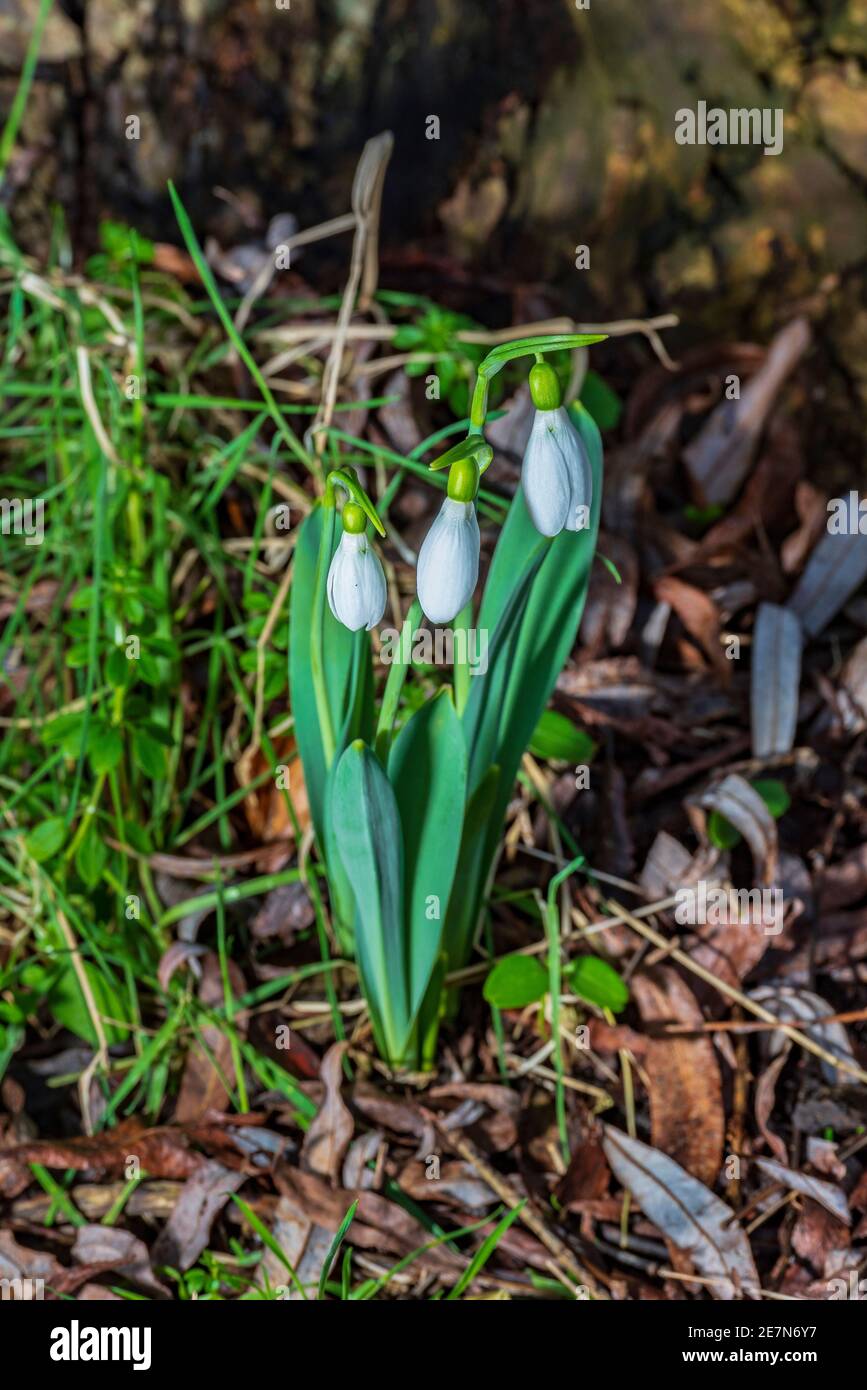 Un trio di fiori di Snowdrop annidati ai piedi di un albero. Piante erbacee perenni bulbose Foto Stock