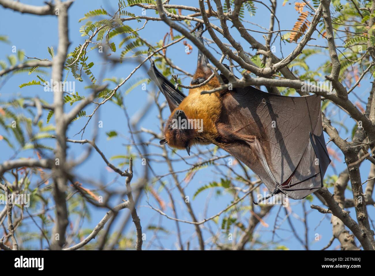 Greater Indian Fruit Bat (Pteropus giganteus), conosciuto anche come la volpe indiana, ) appeso in un albero alla luce del giorno. Foto Stock