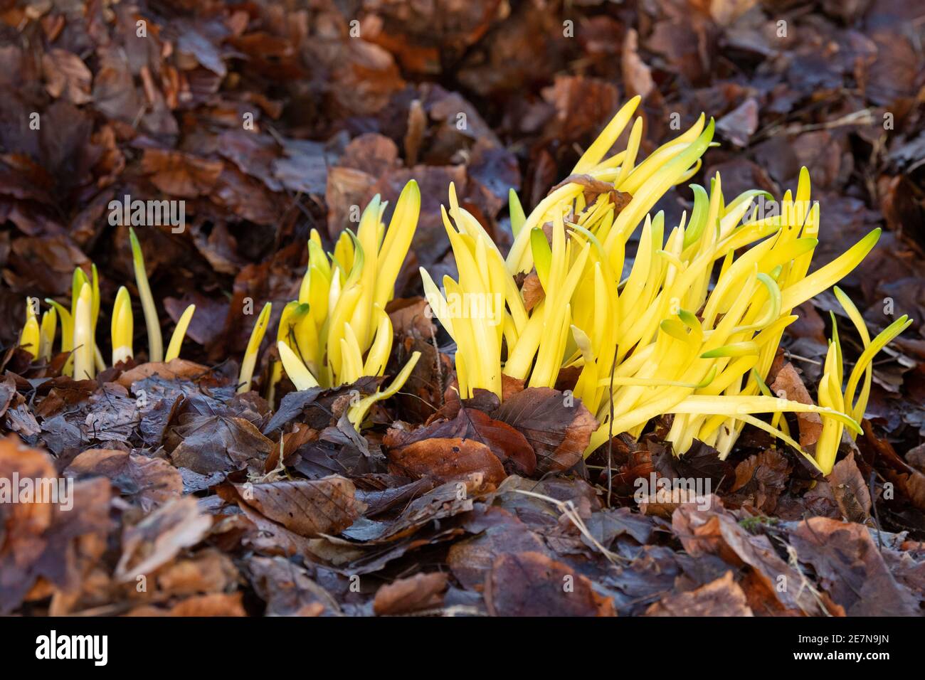 Clorosi (ingiallimento) di foglie di daffodil che sono state ricoperte con cucciolata di foglie profonde mentre crescono privandole della luce solare - Scozia, Regno Unito Foto Stock