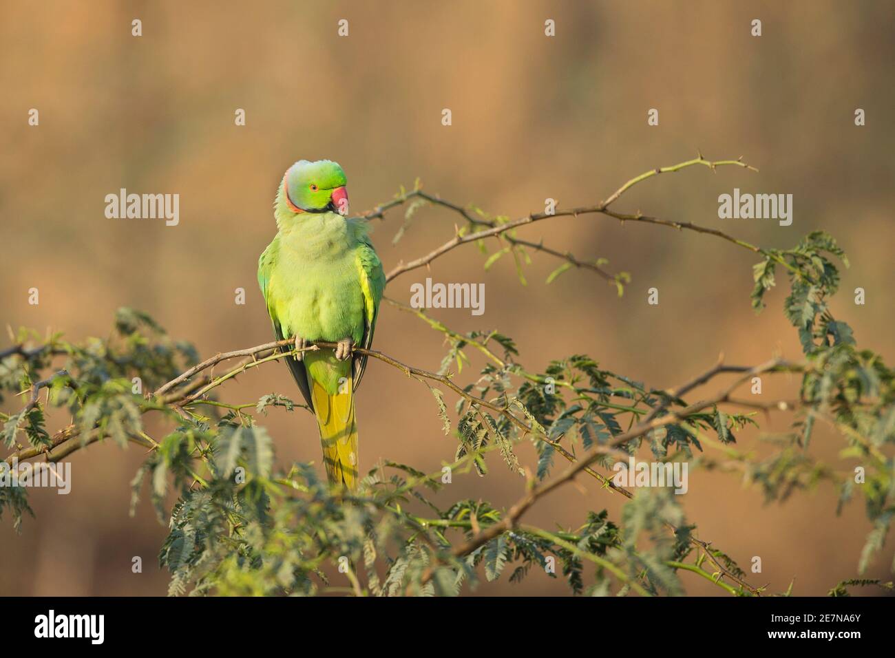 Parakeet (Psittacula krameri) arroccato su un ramo Foto Stock
