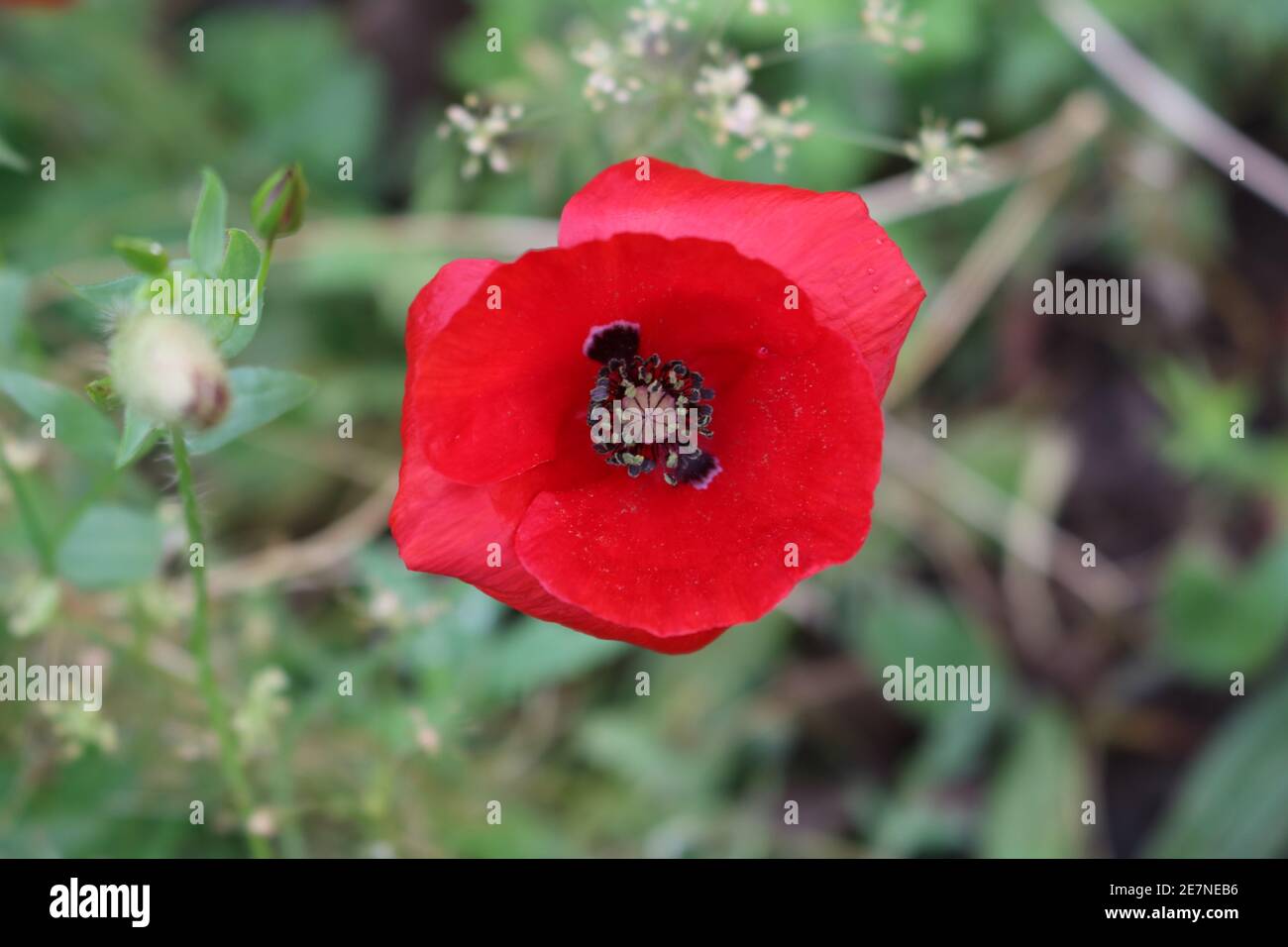 Red Poppy ai giardini di Trentham Foto Stock