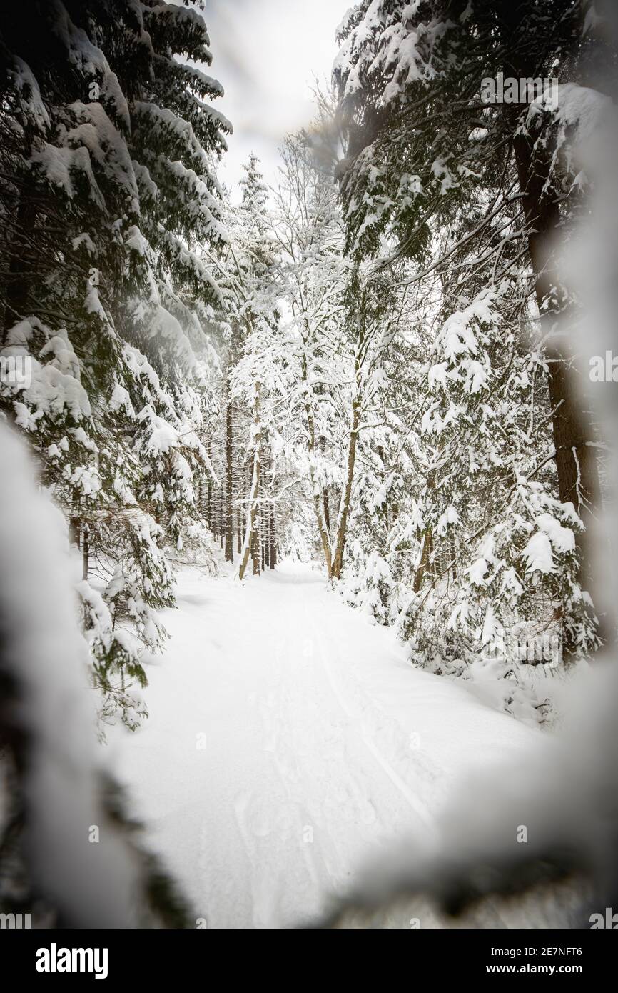 Foresta invernale in paesaggio innevato, Repubblica Ceca Foto Stock