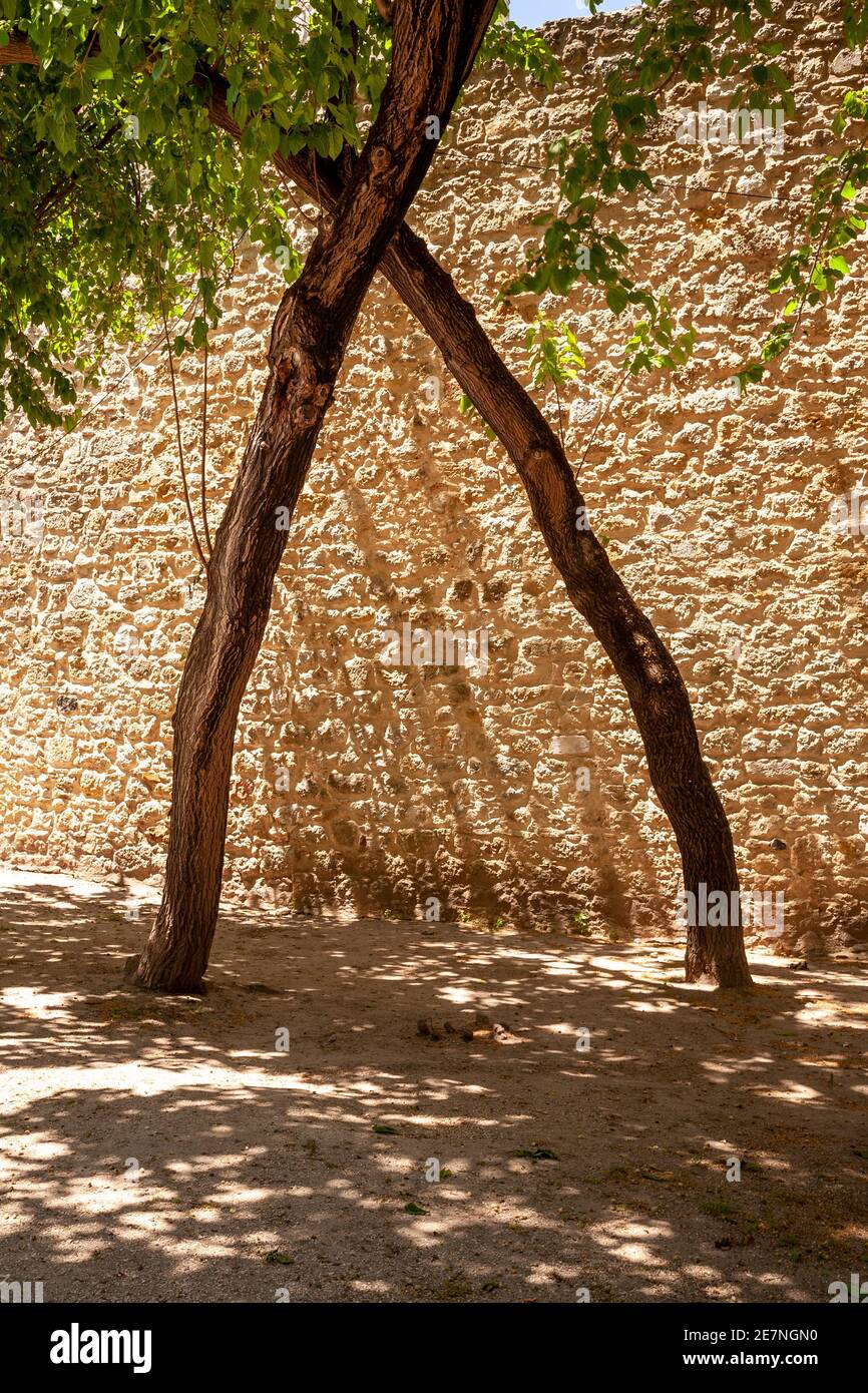 Albero nel cortile del castello di St George, Lisbona, Portogallo Foto Stock