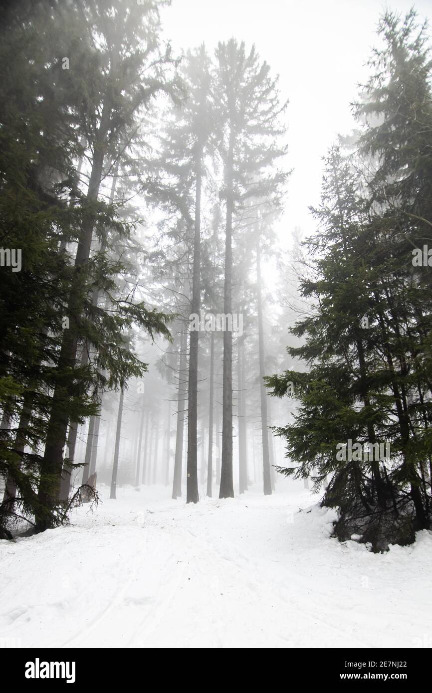 Foresta invernale in paesaggio innevato, Repubblica Ceca Foto Stock