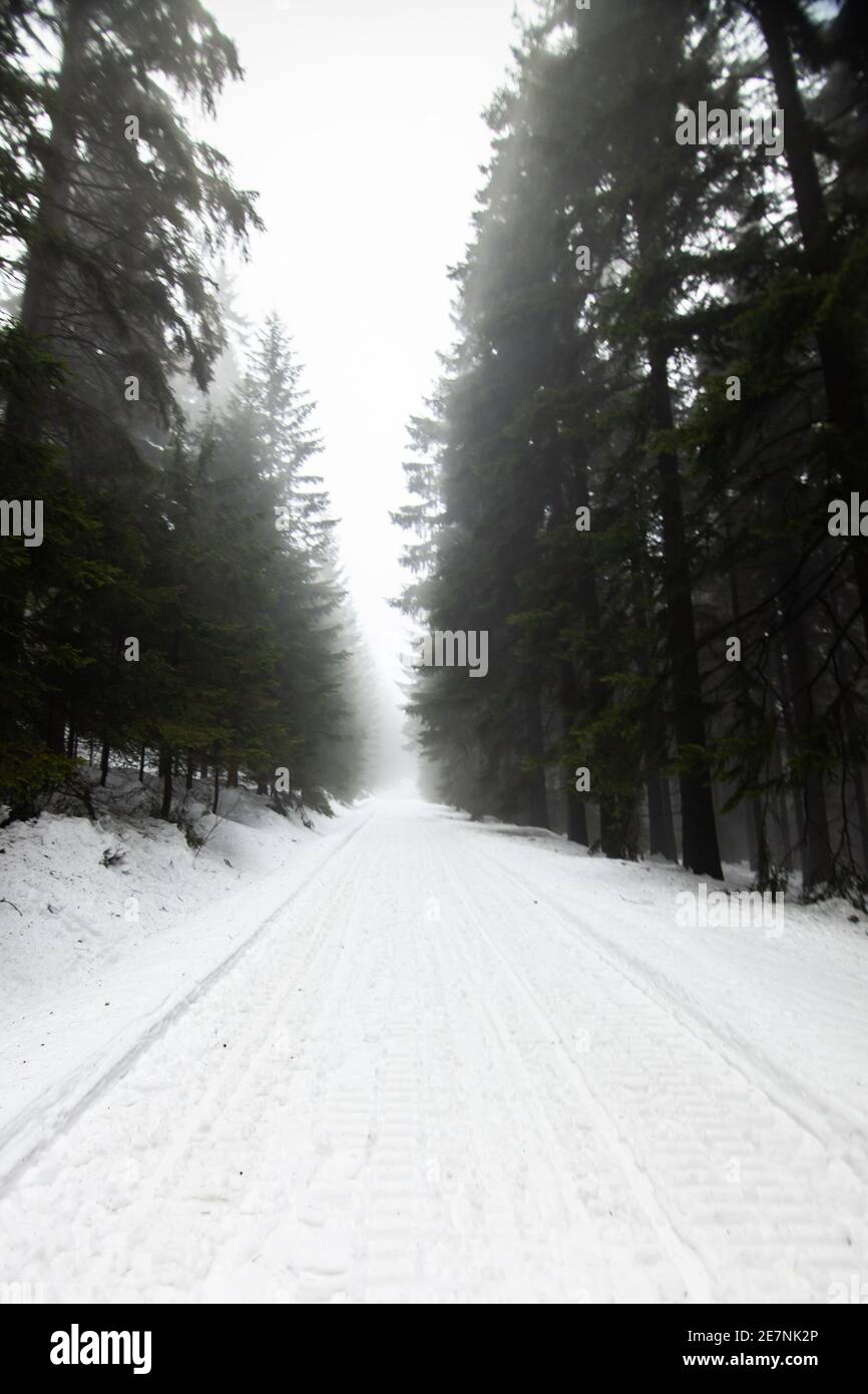 Foresta invernale in paesaggio innevato, Repubblica Ceca Foto Stock