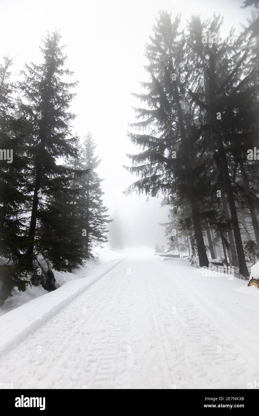 Foresta invernale in paesaggio innevato, Repubblica Ceca Foto Stock