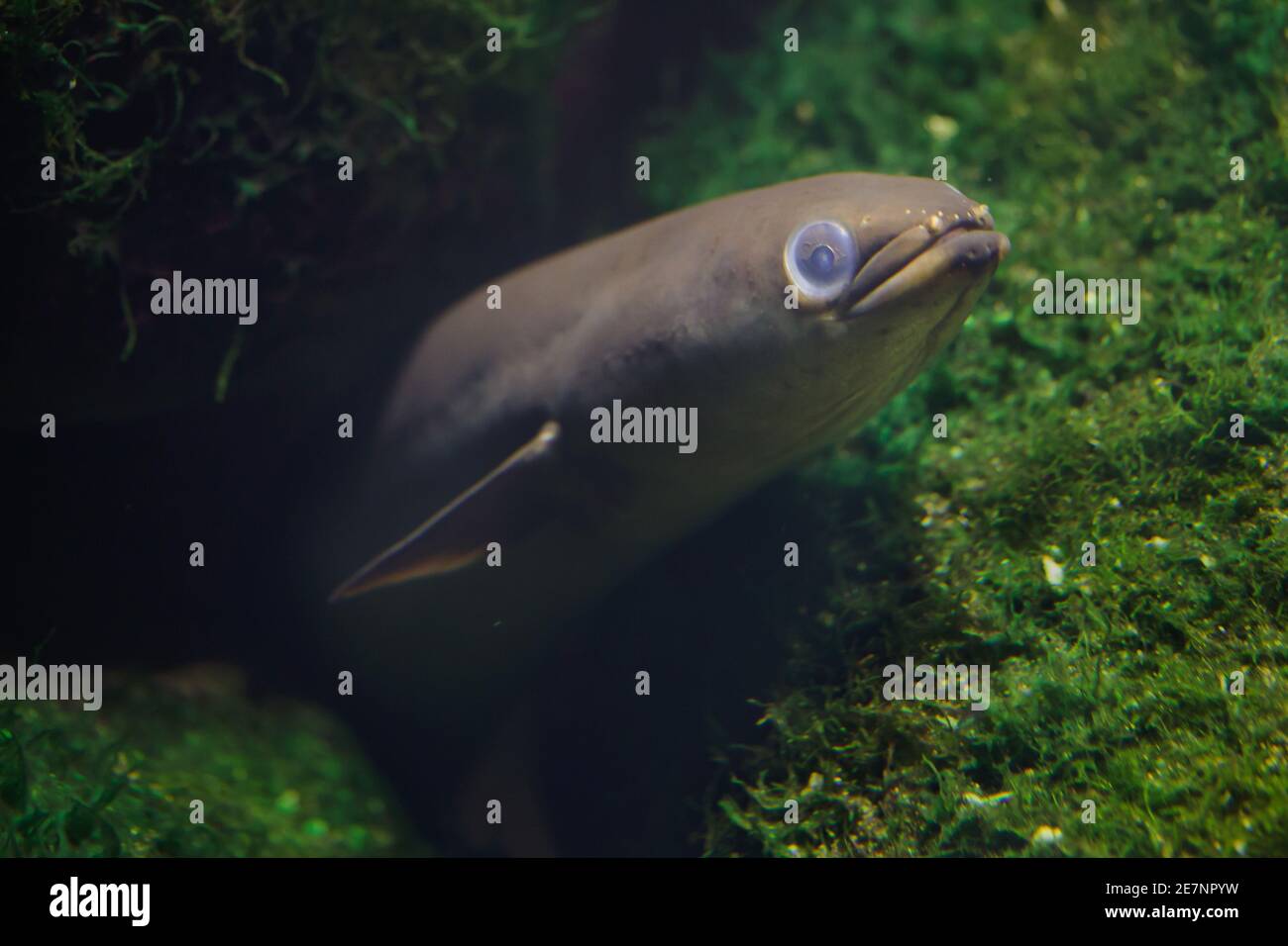 Anguilla europea (Anguilla anguilla). Serpente d'acqua dolce come pesce. Foto Stock