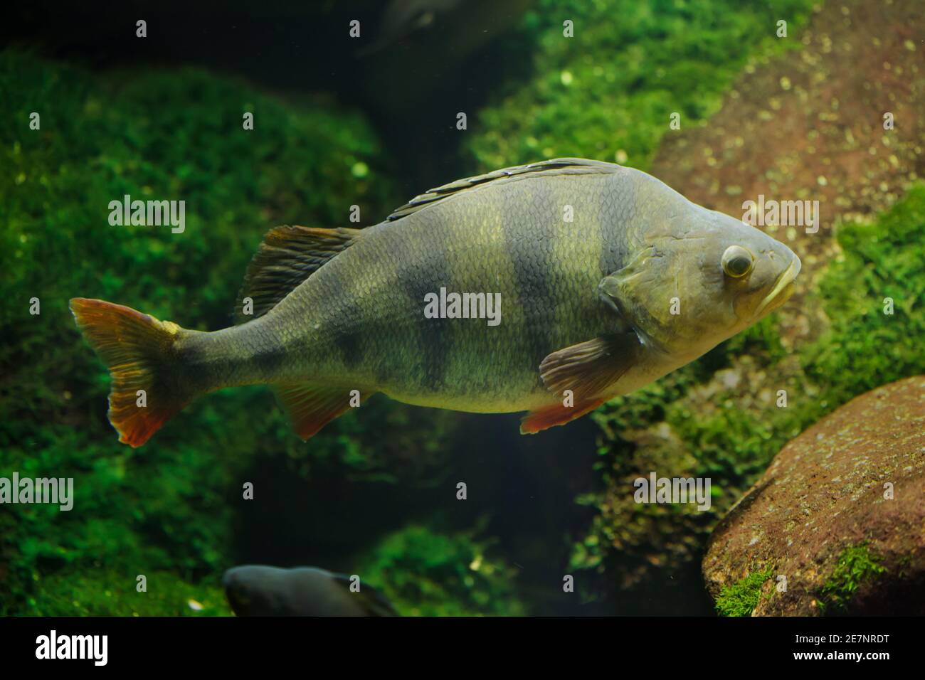Unione pesce persico (Perca fluviatilis). Pesci di acqua dolce. Foto Stock