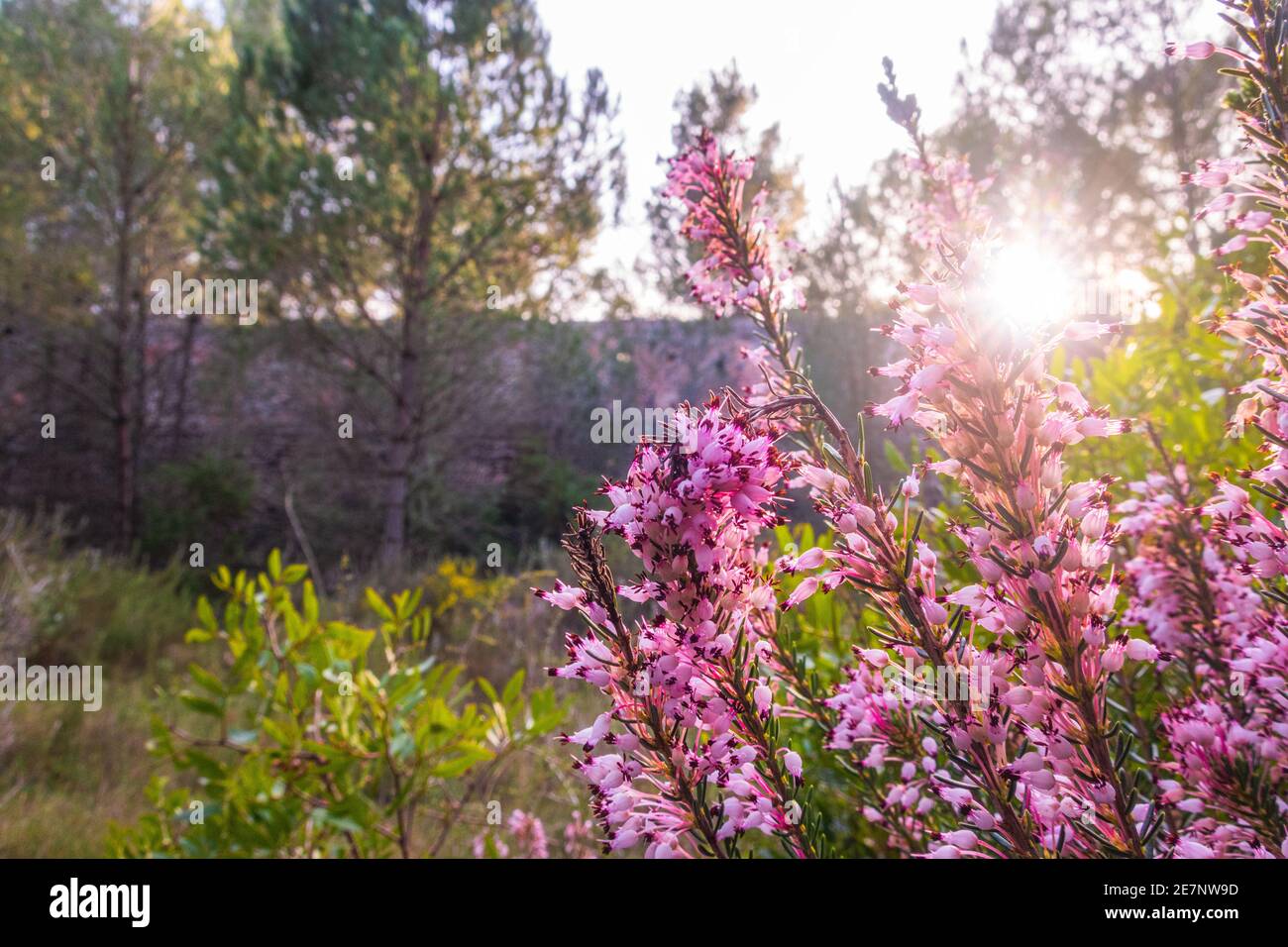 Colpo di closeup di alcuni fiori viola graziosi (Erica vagans) in una foresta al bellissimo tramonto Foto Stock