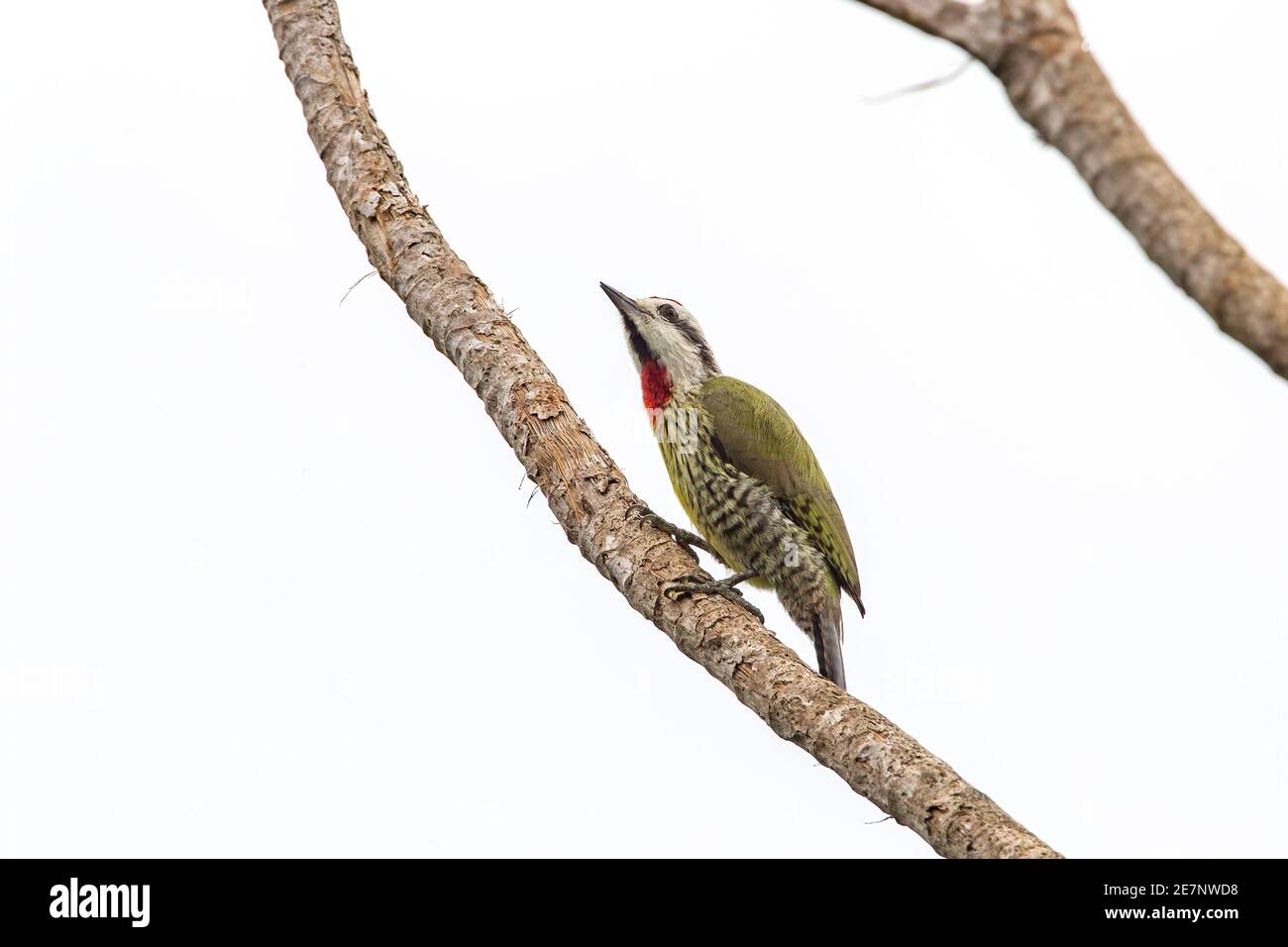 Beccatore verde cubano, Xiphidiopicus percussus, adulto arroccato sull'albero, Cuba Foto Stock