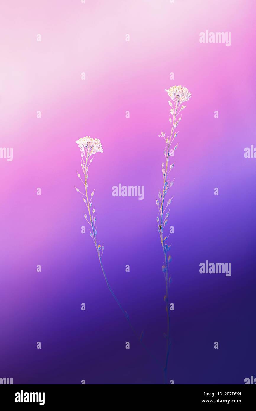 Primo piano di un fiore selvatico con bokeh artistico morbido e colorato. Foto Stock