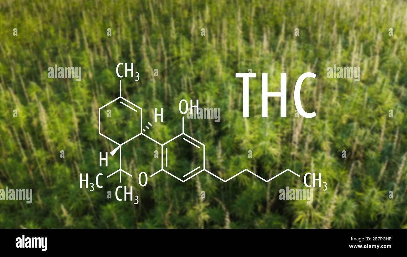 Piante di cannabis con formula chimica THC. Molecola di tetraidrocannabinolo. Foto Stock