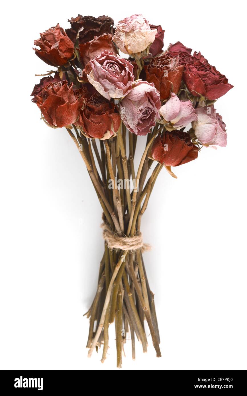 Bouquet di rose essiccati su sfondo bianco Foto Stock