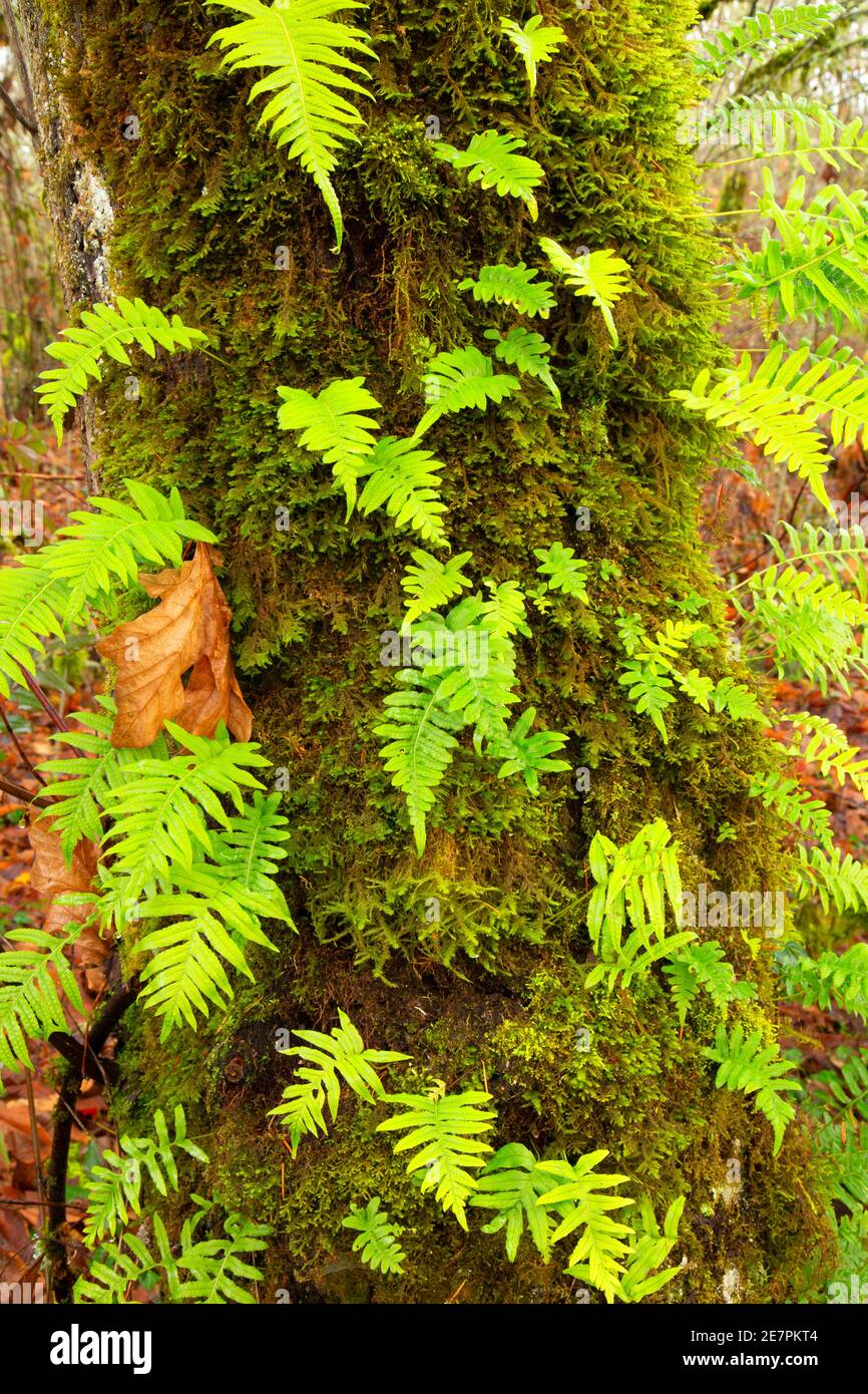 Felci di liquirizia (Polypodium glycyrrrhiza), Riverside Park, Stayton, Oregon Foto Stock