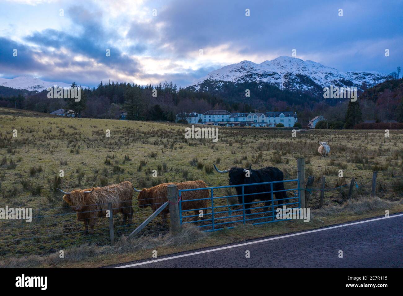 Ben A'an e Loch Katrine, Loch Lomond e Trossachs National Park, Scozia, Regno Unito. 30 gennaio 2021. Nella foto: Si prevedono temperature di congelamento con più ghiaccio e neve. Sul terreno inferiore, la neve si è sciolta dando una piccola rottura alle mucche d'altura che pascolano sulla terra. Credit: Colin Fisher/Alamy Live News Foto Stock