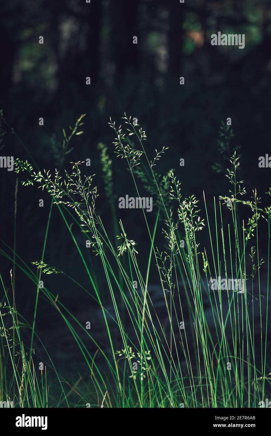 Erba verde in campagna, concetto di natura minimalista. Foto Stock