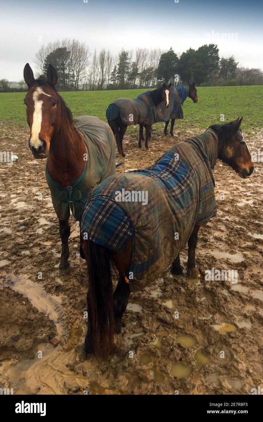 Cavalli,in,piedi,in,campo,fangoso,indossando,giacche,in,pioggia,campo,paddock,Isola di Wight,Inghilterra,Regno Unito, Foto Stock
