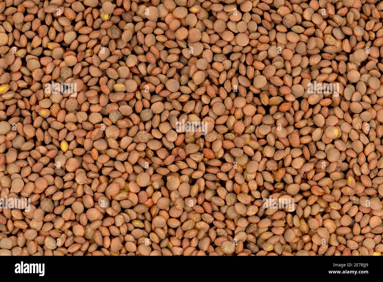 Primo piano di lenticchie marroni Foto Stock